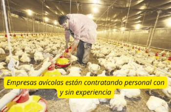 trabajo en granjas avicolas